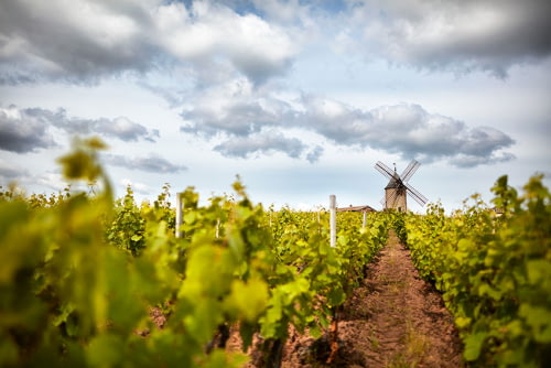 Vignoble Moulin-à-vent du Domaine Labruyère